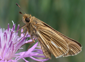 Saltmarsh Skipper
